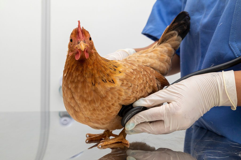 A veterinarian with a stethoscope on a chicken’s chest.